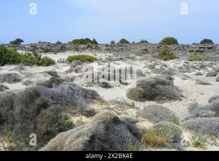 Vegetazione che cresce sulle spiagge di Creta, Grecia. Foto Stock