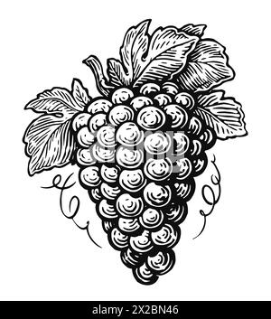 Mazzo di uva vettoriale disegnato a mano. Schizzo di vino. Illustrazione con incisione vintage in bianco e nero per vini di design Illustrazione Vettoriale