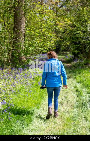 Donna che cammina lungo un bosco in primavera presso Combermere Abbey Cheshire, e Bluebells Hyacinthoides non-scripta che cresce lungo i versi del sentiero Foto Stock