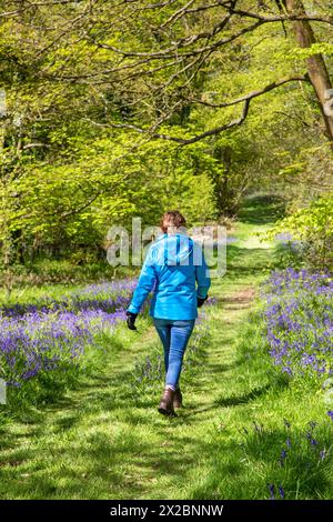 Donna che cammina lungo un bosco in primavera presso Combermere Abbey Cheshire, e Bluebells Hyacinthoides non-scripta che cresce lungo i versi del sentiero Foto Stock