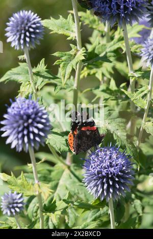 Una farfalla ammiraglio rosso (Vanessa Atalanta) rivela la parte inferiore delle ali mentre si nutre di una testa di fiori di Globe Thistle (Echinops Bannaticus) Foto Stock