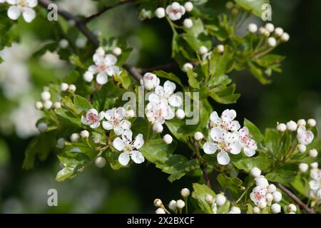 Biancospino comune (Crataegus Monogyna) fioritura su un piccolo ramo d'albero in primavera Foto Stock