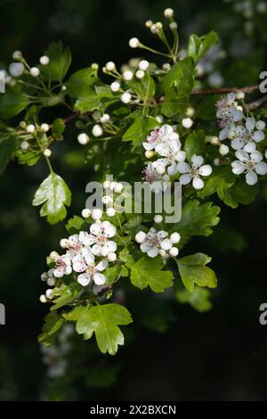 Fiori bianchi e boccioli di fiori ambientati contro le foglie verdi vivide su un albero di biancospino comune (Crataegus Monogyna) in primavera Foto Stock