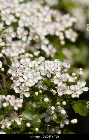 Fiori bianchi di fioritura comune di biancospino (Crataegus Monogyna), alias Heddgerow Thorn, in primavera Foto Stock