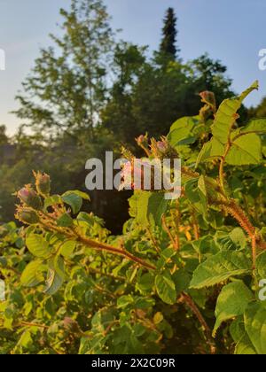 Moss Rose in un giardino in una giornata di primavera soleggiata a maggio Foto Stock