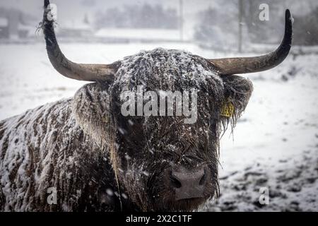 Una mucca delle Highlands durante una tempesta di neve Foto Stock