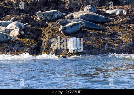 Le foche grigie si crogiolano al sole sulle Isole farne, Northumberland Foto Stock