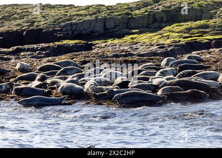 Le foche grigie si crogiolano al sole sulle Isole farne, Northumberland Foto Stock