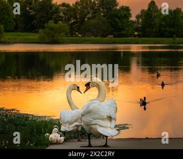 Due cigni si guardano mentre i loro cignetti navigano nell'erba al tramonto in estate; lago color oro e sagome scure di alberi nel backgrou Foto Stock