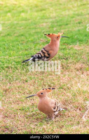 Coppia di hoopoes eurasiatici o hoopoes comuni (epops Upupa) da vicino su un fondo di erba verde naturale. Luce di prima mattina su un Hoopoe eurasiatico Foto Stock