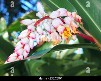 Panicle floreale con fiore parziale aperto di un zerumbet di Alpinia della famiglia dello zenzero (Zingiberaceae), primo piano con un fondo morbido Foto Stock
