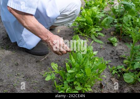 Primo piano di un anziano mans che toccano delicatamente le giovani piante rappresenta il nutrimento e la crescita in un giardino di casa. Alto Foto Stock