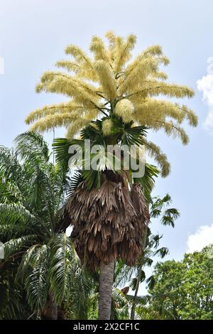 Palma talipot fiorita (Corypha umbraculifera) presso il Royal Botanic Garden di Trinidad. Produce fiori e frutta una volta nei suoi 30-80 anni di vita. Foto Stock