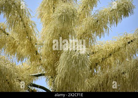 Palma talipot fiorita (Corypha umbraculifera) presso il Royal Botanic Garden di Trinidad. Produce fiori e frutta una volta nei suoi 30-80 anni di vita. Foto Stock