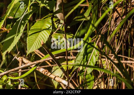 Serpente di frusta asiatico (Ahaetulla) in una foresta vicino a Luang Namtha, Laos Foto Stock