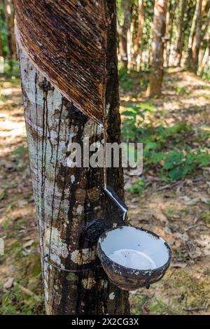 Albero di gomma in fase di intercettazione vicino alla città di Luang Namtha, Laos Foto Stock