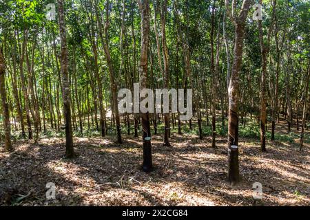 Alberi di gomma che vengono intercettati vicino alla città di Luang Namtha, Laos Foto Stock