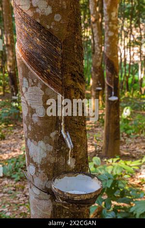 Albero di gomma in fase di intercettazione vicino alla città di Luang Namtha, Laos Foto Stock