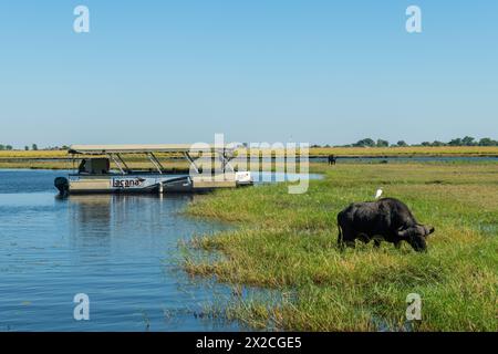 I turisti osservano un bufalo che pascolano ai margini del fiume Chobe durante una crociera sul fiume Foto Stock