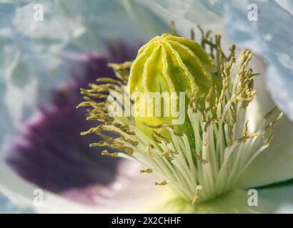 Particolare di papavero di oppio fiore, in latino papaver somniferum, bianco colorato papavero fiorito è coltivato in Repubblica ceca per l'industria alimentare Foto Stock