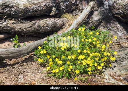 Cinquefoil strisciante, cinquefoil europeo o tormentolo strisciante, in latino Potentilla reptans e radice di pino Foto Stock