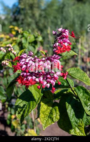 Fiori rosa di clerodendrum thomsoniae sanguinante gloria-bower pianta in fiore primo piano Foto Stock