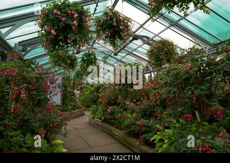 Amazonian Ecosystem Enchantment: Nature's Wonders in the Botanical Greenhouse. Botanic Rainforest Marvel: Esplorando la flora amazzonica nel Foto Stock