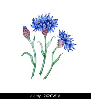 Illustrazione ad acquerello di una composizione di fiori di mais blu. Elemento di composizione botanica isolato dallo sfondo. Adatto per cosmetici, Foto Stock