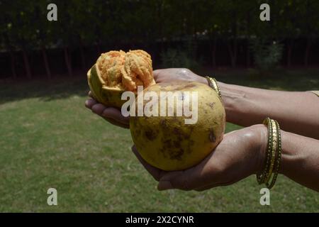 Frutta di Bael polposa matura conosciuta come mela di legno o mele di pietra indiane. Da questo frutto si ricana un sano succo ayurvedico Foto Stock