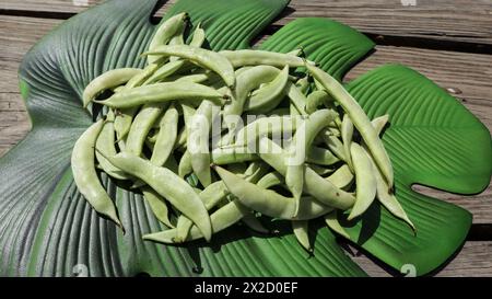 Verdure verdi fresche fagioli piatti, fagioli verdi o papdi Valor del gujarat Foto Stock