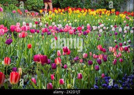 Una persona cammina accanto a un colorato letto da giardino pieno di tulipani rosa, viola, rossi e gialli in primavera. Foto Stock
