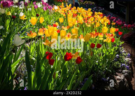 Un gruppo di tulipani gialli e rossi luminosi con illuminazione laterale illuminata. Foto Stock