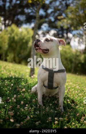 Pitbull bianco in imbracatura in un campo di fiori. Foto Stock
