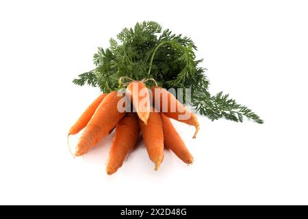 Mazzo di carote arancioni fresche e vivaci con cime verdi a foglia, le carote sono legate insieme con spago isolato su sfondo bianco Foto Stock