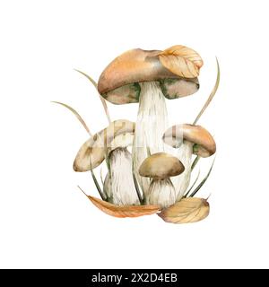 Composizione dei funghi autunnali. Illustrazione di funghi commestibili con erba forestale e foglie d'arancio cadenti. Bolo e funghi bianchi per la raccolta Foto Stock