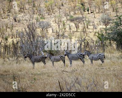 Quattro zebre in piedi a savannah con un pennello alto sullo sfondo Foto Stock
