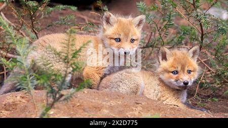 Ritratto di giovani volpi rosse vicino alla loro tana circondato da rami di abete verde, Canada Foto Stock