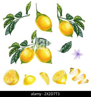 Limoni su un ramo e fette un grande set di acquerelli. Una ciocca di agrumi gialli disegnata a mano e realisticamente. Elementi per la progettazione degli imballaggi. Foto Stock