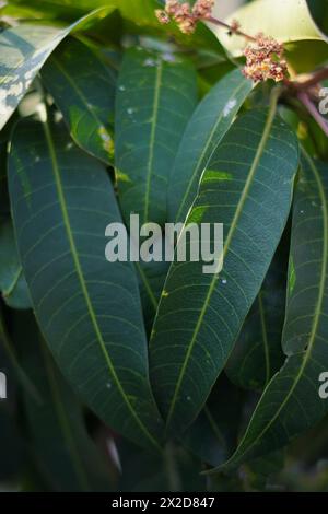 Le foglie sono grandi e lunghe, verde scuro, fuse insieme, che sembrano fresche Foto Stock