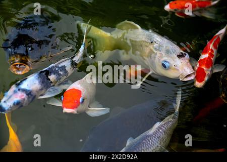 Koi pesca nello stagno Foto Stock