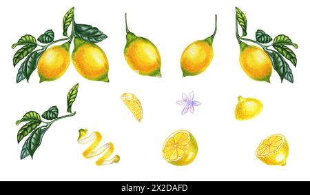 Limoni su un ramo e fette un grande set di acquerelli. Una ciocca di agrumi gialli disegnata a mano e realisticamente. Elementi per la progettazione degli imballaggi. Foto Stock