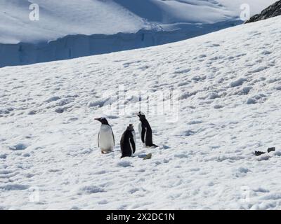 Tre pinguini Gentoo (Pygoscelis papua) sull'isola ICE D'Hainaut, porto di Mikkelsen, isola Trinity, arcipelago Palmer, Antartide Foto Stock