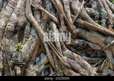 Primo piano della struttura principale dell'albero Foto Stock