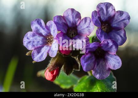 Fiori pulmonaria vivaci e luminosi su foglie verdi sfondo da vicino. Foto Stock