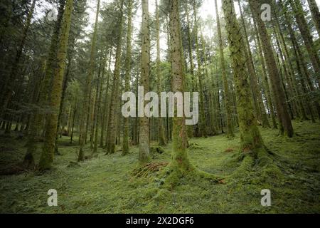 All'interno di una tipica foresta di betulle delle Alpi italiane Foto Stock