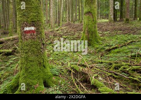 All'interno di una tipica foresta di betulle delle Alpi italiane Foto Stock