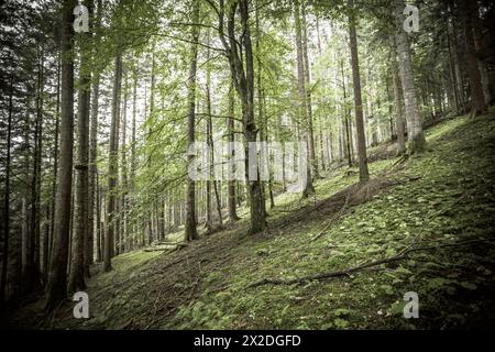 All'interno di una tipica foresta di betulle delle Alpi italiane Foto Stock