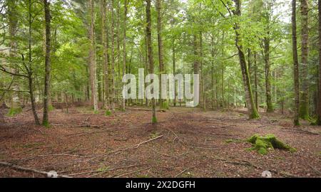 All'interno di una tipica foresta di betulle delle Alpi italiane Foto Stock