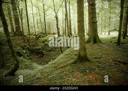 All'interno di una tipica foresta di betulle delle Alpi italiane Foto Stock