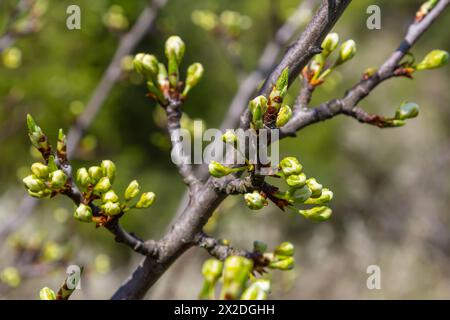 Gemme prunus avium, comunemente chiamato ciliegio selvatico, ciliegia dolce, geana o ciliegia di uccello. Budbreak. Primavera. Foto Stock